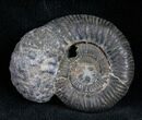 Pyritized Ammonite From Russia - #7286-1